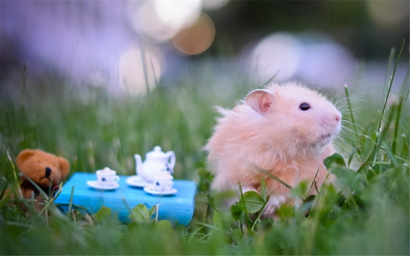 点击大图看下一张：惹人喜爱的小动物仓鼠图片