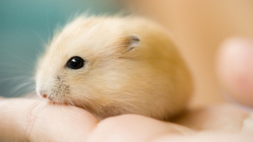 点击大图看下一张：小巧可爱的小仓鼠图片