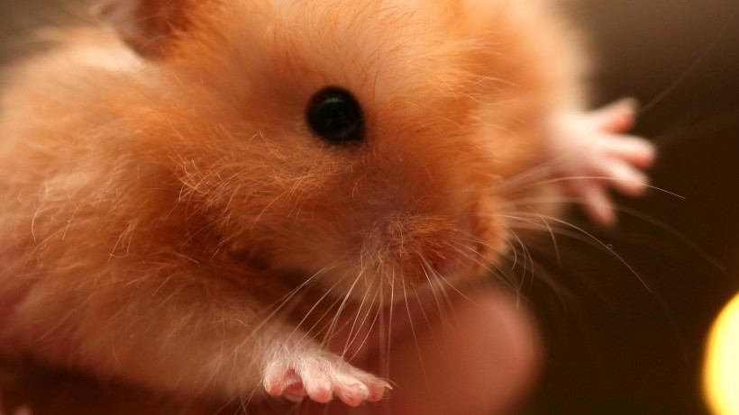 点击大图看下一张：小巧可爱的小仓鼠图片