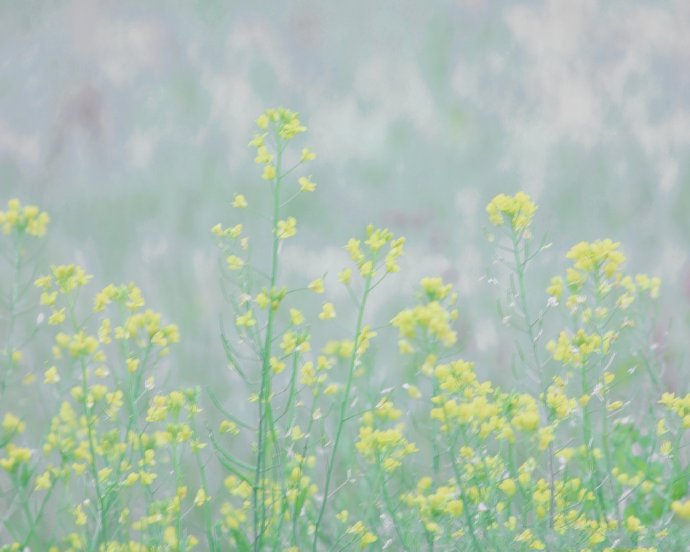 点击大图看下一张：一组唯美的田埂里油菜花图片