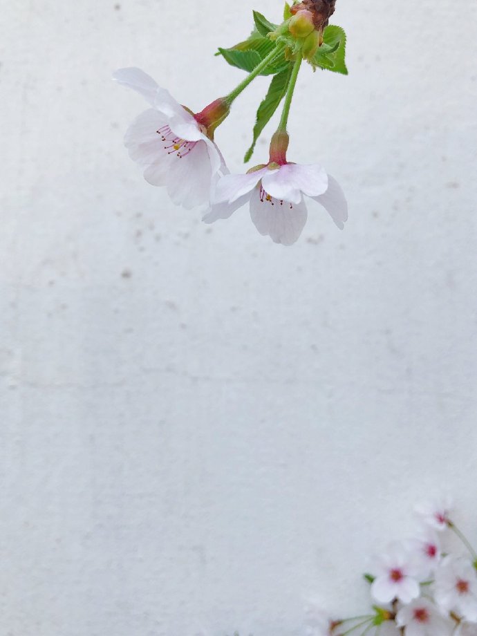 点击大图看下一张：春意满满的樱花图片欣赏