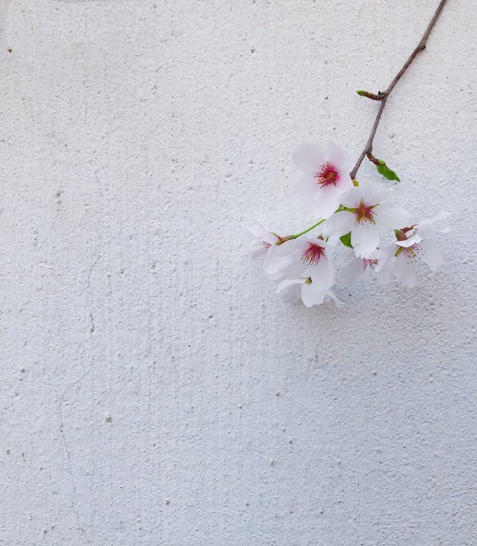 点击大图看下一张：春意满满的樱花图片欣赏