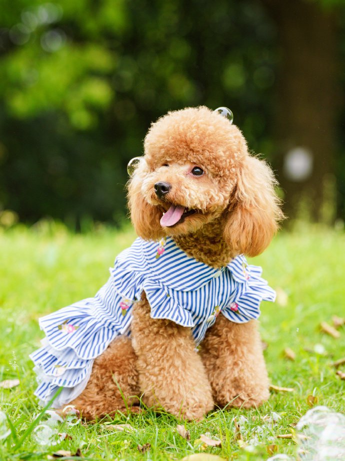 点击大图看下一张：花丛中开心的泰迪狗狗图片