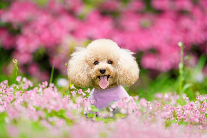 点击大图看下一张：花丛中开心的泰迪狗狗图片