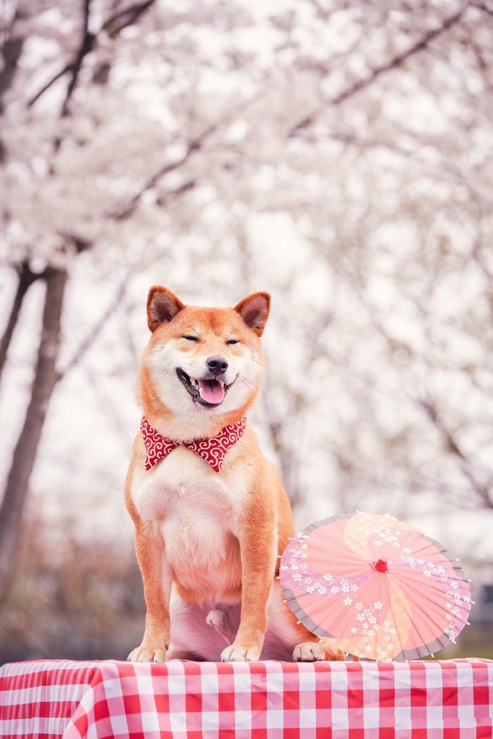 点击大图看下一张：一组爱笑可爱的柴犬图片