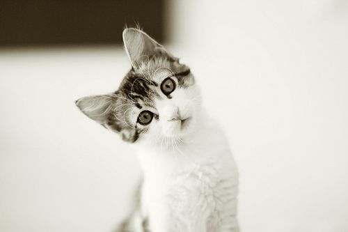 点击大图看下一张：超级可爱猫咪图片