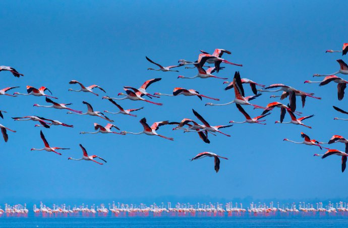 点击大图看下一张：一组唯美的火烈鸟摄影图片