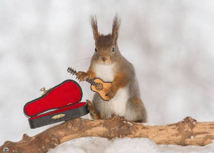 点击大图看下一张：萌萌的红松鼠“音乐家”