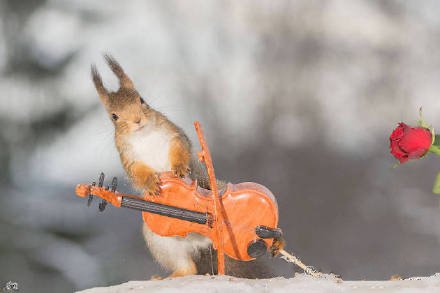 点击大图看下一张：萌萌的红松鼠“音乐家”