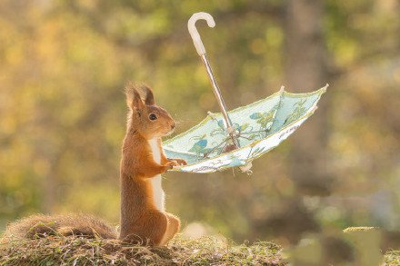 点击大图看下一张：玩弄一把伞的小松鼠图片