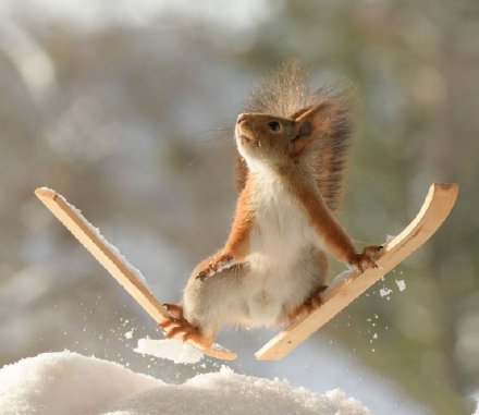 点击大图看下一张：一只小松鼠化身滑雪“健将“