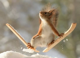 一只小松鼠化身滑雪“健将“