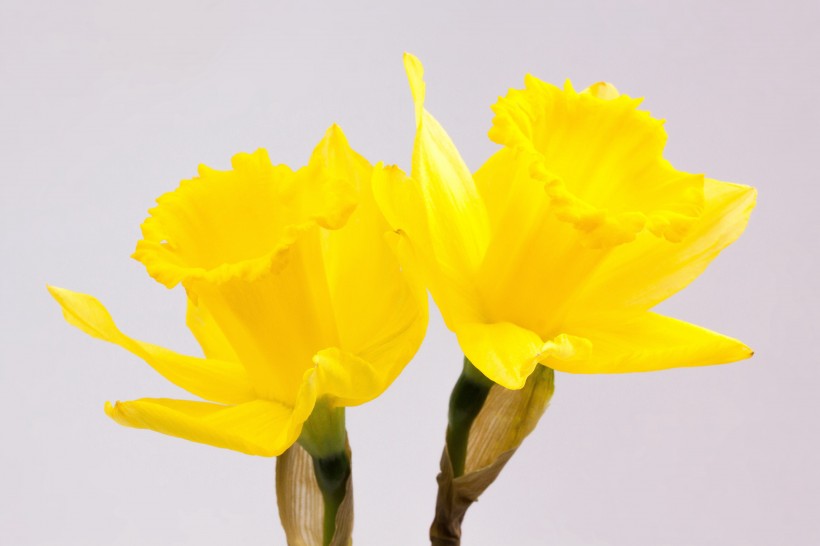 点击大图看下一张：清秀优雅的黄色水仙花图片