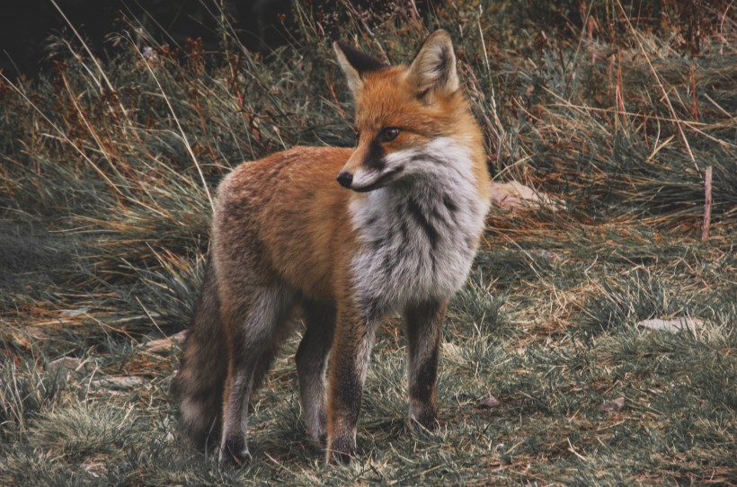 点击大图看下一张：诡计多端的尖嘴狐狸图片