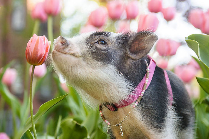 点击大图看下一张：郁金香和宠物猪图片欣赏