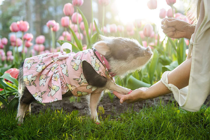 点击大图看下一张：郁金香和宠物猪图片欣赏