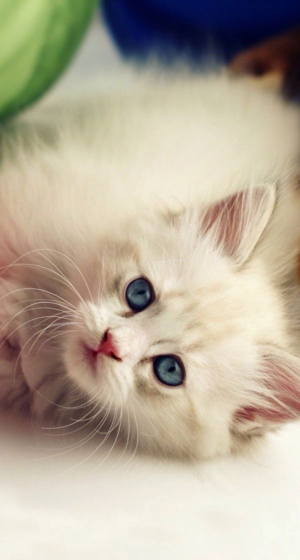 点击大图看下一张：超萌可爱的小猫图片