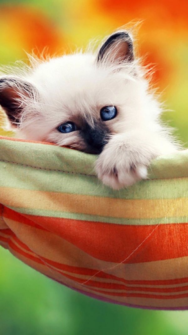 点击大图看下一张：超萌可爱的小猫图片
