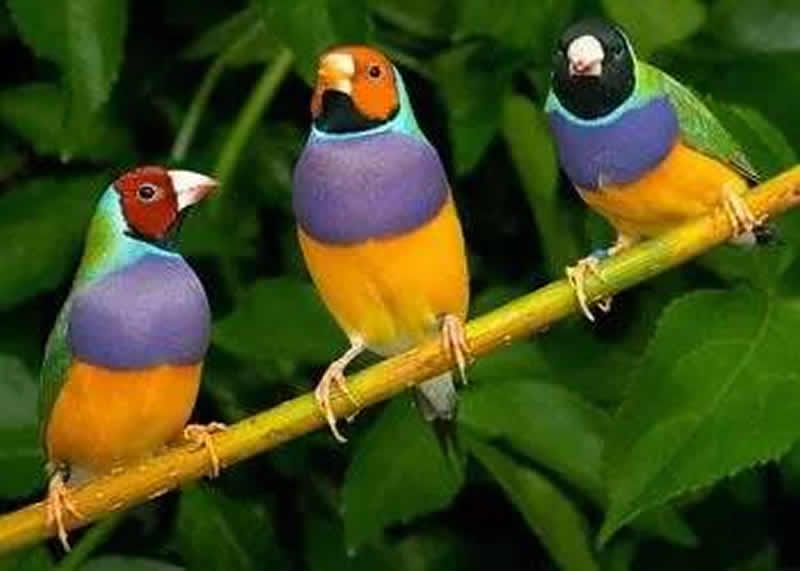 点击大图看下一张：绚丽多彩的七彩文鸟图片
