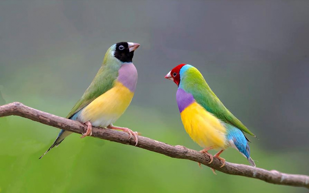 点击大图看下一张：颜色像彩虹一样美丽的七彩文鸟图片