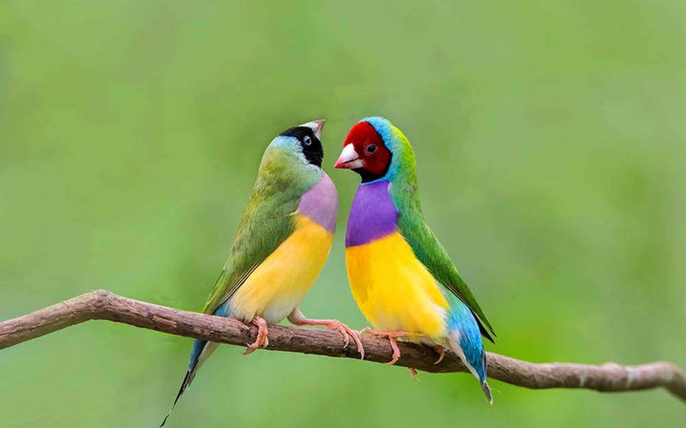 点击大图看下一张：颜色像彩虹一样美丽的七彩文鸟图片