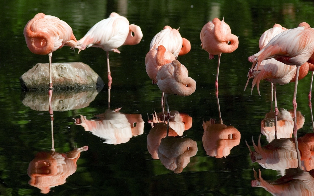 点击大图看下一张：一组粉色的火烈鸟图片