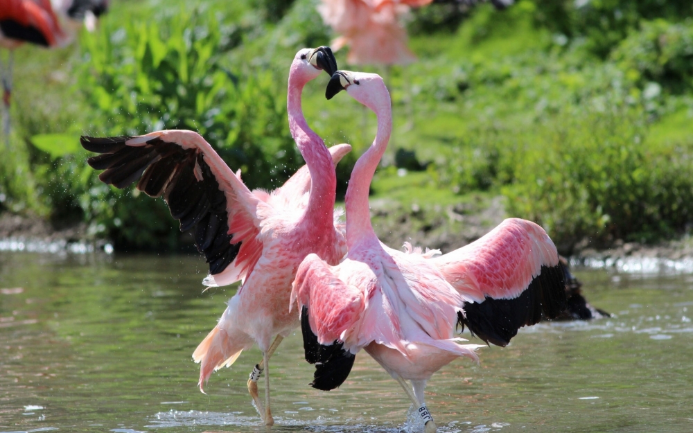 点击大图看下一张：一组粉色的火烈鸟图片