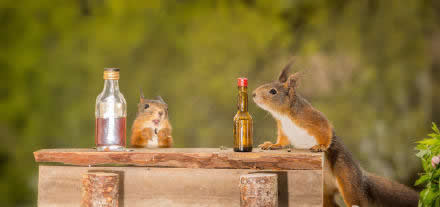 点击大图看下一张：喝酒的小松鼠图片欣赏