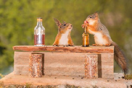 点击大图看下一张：喝酒的小松鼠图片欣赏