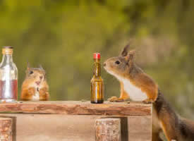 喝酒的小松鼠图片欣赏