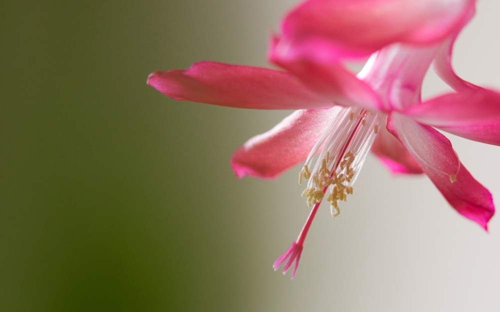 点击大图看下一张：小清新春日花卉图片桌面壁纸