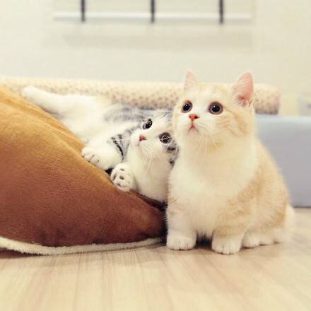 点击大图看下一张：萌萌哒的小奶猫图片