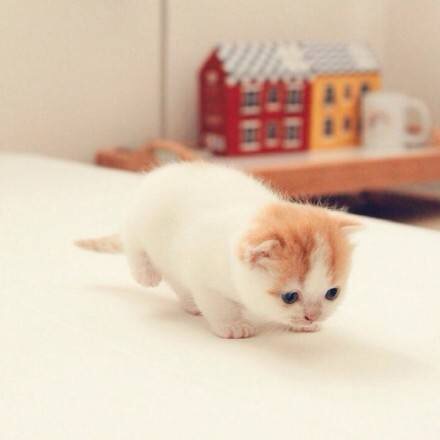 点击大图看下一张：萌萌哒的小奶猫图片