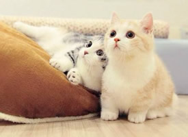 萌萌哒的小奶猫图片