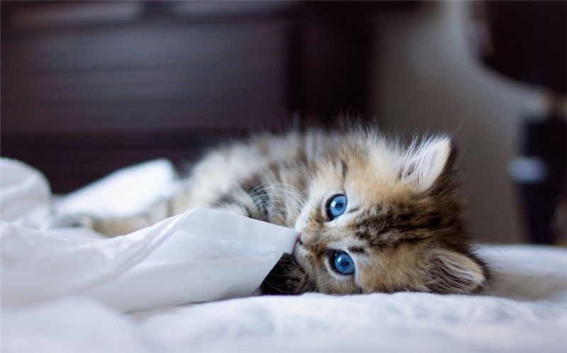点击大图看下一张：相貌迷人的波斯猫图片