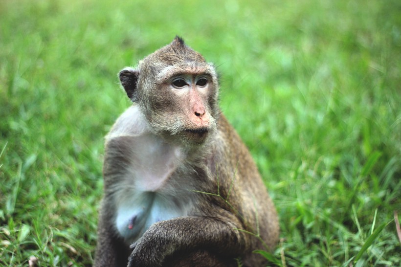 点击大图看下一张：聪明淘气的小猴子图片