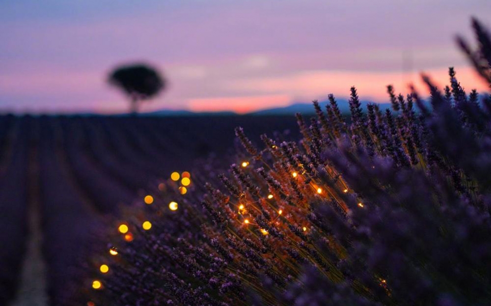 点击大图看下一张:薰衣草花海唯美风景桌面壁纸