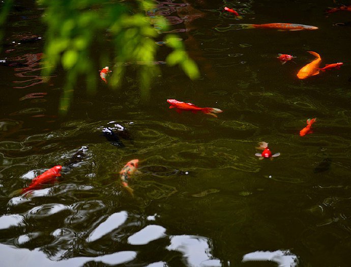 点击大图看下一张：池塘里游动的锦鲤鱼图片