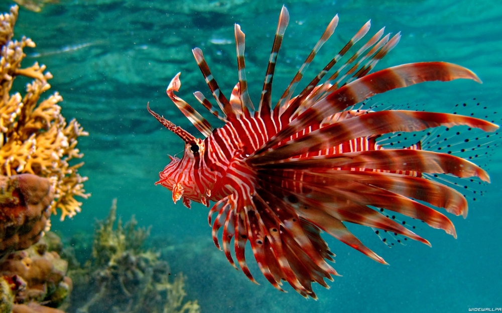 点击大图看下一张：绚烂好看的热带鱼图片