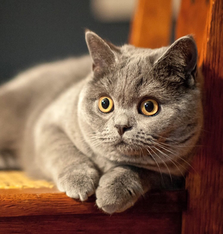 点击大图看下一张：一组灰色的猫咪图片