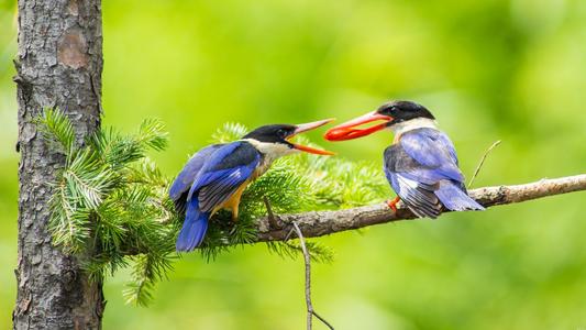 点击大图看下一张：美丽的蓝翡翠鸟图片