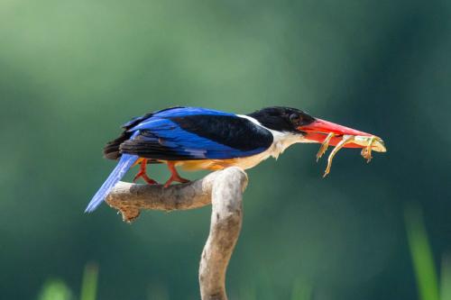 点击大图看下一张：美丽的蓝翡翠鸟图片