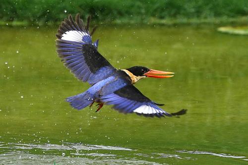 点击大图看下一张：一组飞翔的蓝翡翠鸟图片