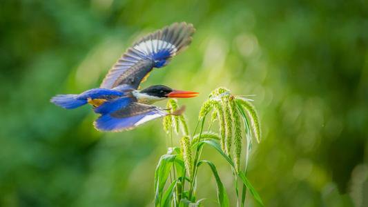 点击大图看下一张：一组飞翔的蓝翡翠鸟图片
