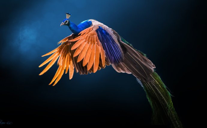 点击大图看下一张：自然界美妙的鸟儿图片