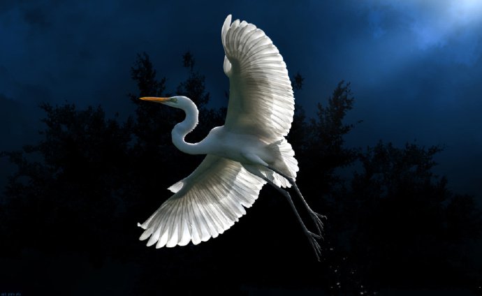 点击大图看下一张：自然界美妙的鸟儿图片