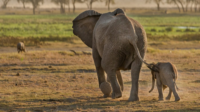 点击大图看下一张：大象妈妈和小象图片
