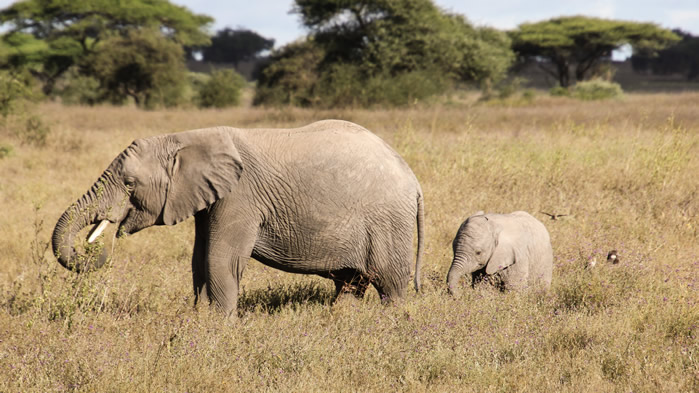点击大图看下一张：大象妈妈和小象图片
