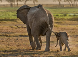 大象妈妈和小象图片