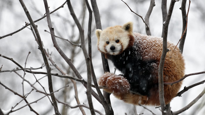 点击大图看下一张：树上可爱的小熊猫图片